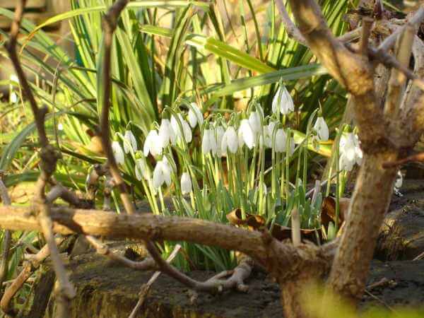 Imbolc sacred plants & Herbs