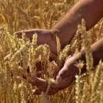 Lammas (Lughnasadh) - the Pagan Festival for the First Harvest